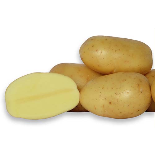 Alanis potatoes