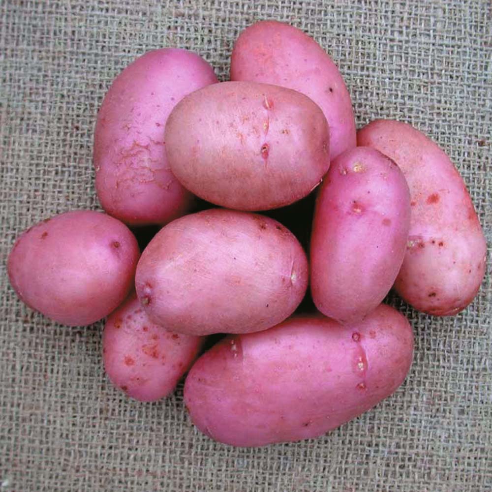 Sarpo Spud