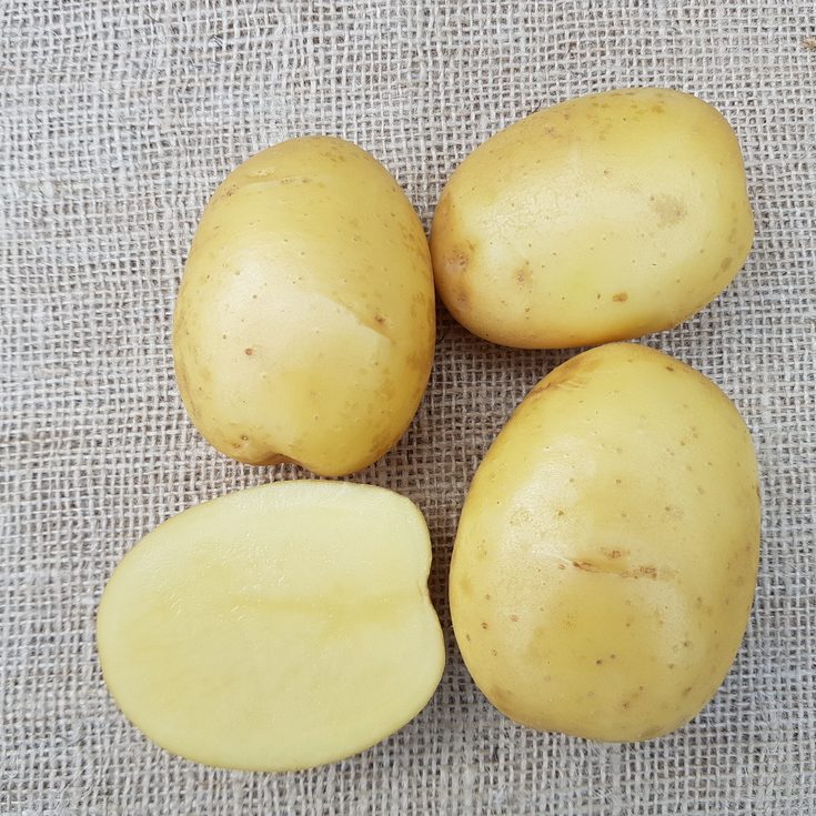 Rassen_Efera potatoes