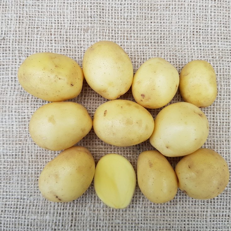 Rassen_Lucera potatoes