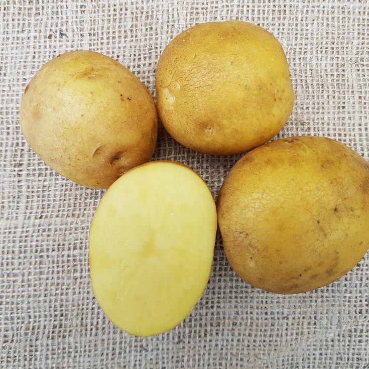 Rassen_Meera potatoes
