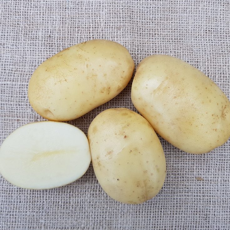 Rassen_Mondeo potatoes