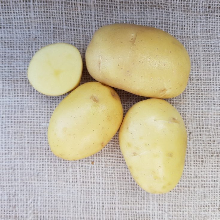 Rassen_Vitabella potatoes