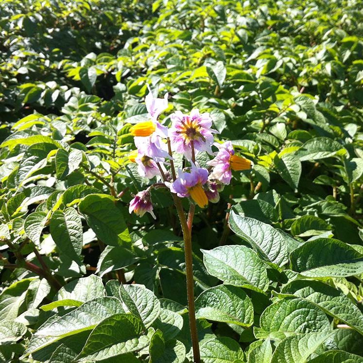 New Seedlings flowers from potato