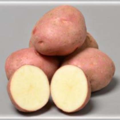 ROSEGARDEN potatoes