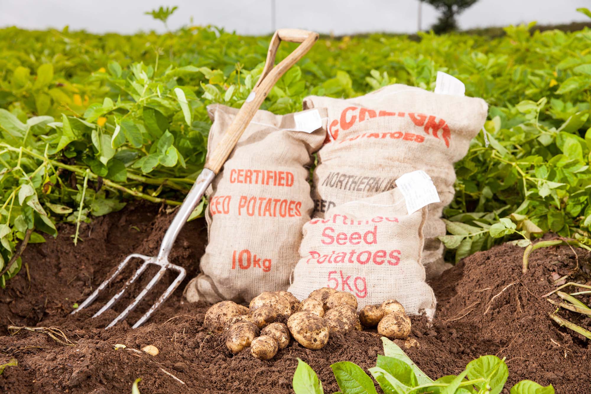 3 large sacks of certified seed potatoes