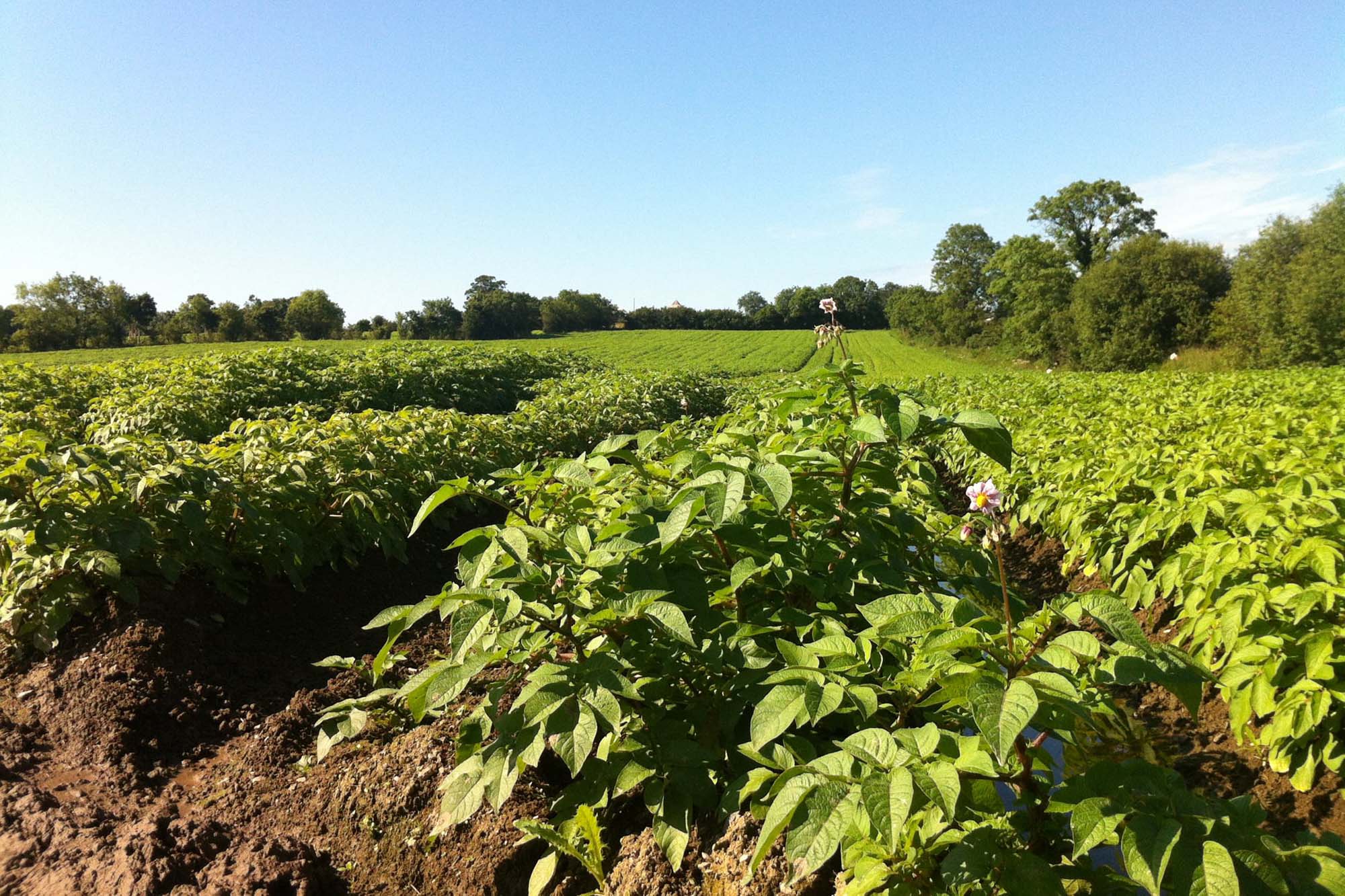 potato field with clear blue sky